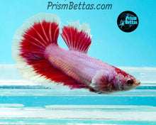 Load image into Gallery viewer, Pink Salamander Halfmoon Female