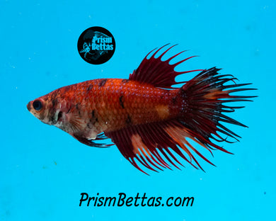 Red Koi Crowntail Female