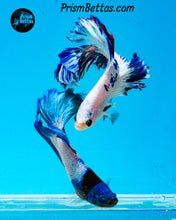 Load image into Gallery viewer, Marble Rosetail Halfmoon Male