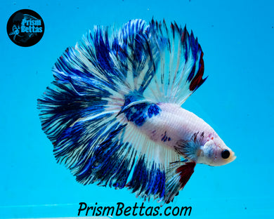 Marble Rosetail Halfmoon Male