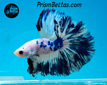 Load image into Gallery viewer, Marble Rosetail Halfmoon Male