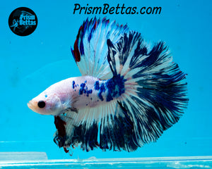 Marble Rosetail Halfmoon Male