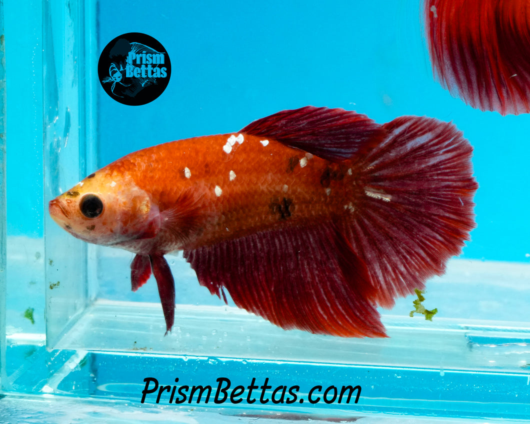 Red Galaxy Halfmoon Female