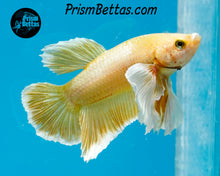 Load image into Gallery viewer, Gold Dumbo Halfmoon Plakat Male