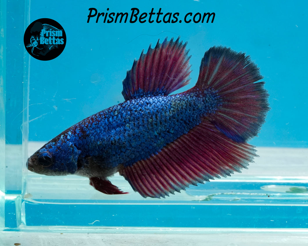 Blue Fire Halfmoon Female