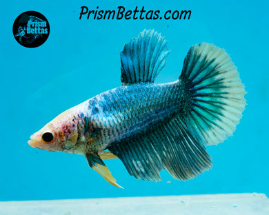 Grizzle Halfmoon Female