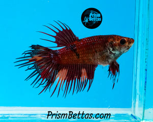 Red Koi Crowntail Female