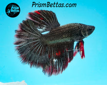 Load image into Gallery viewer, Copper Marble Halfmoon Male