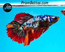 Load image into Gallery viewer, Rainbow Marble Halfmoon Female