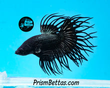 Load image into Gallery viewer, Copper Orchid Cross-rayed Crowntail Male