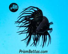 Load image into Gallery viewer, Copper Orchid Cross-rayed Crowntail Male