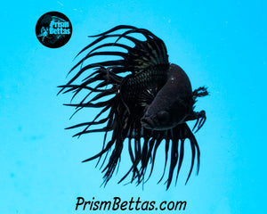 Copper Orchid Cross-rayed Crowntail Male