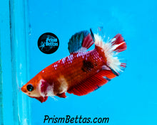 Load image into Gallery viewer, Marble Halfmoon Plakat Female (XS)