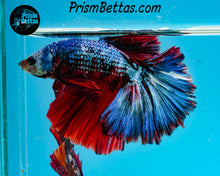 Load image into Gallery viewer, Rainbow Marble Halfmoon Male