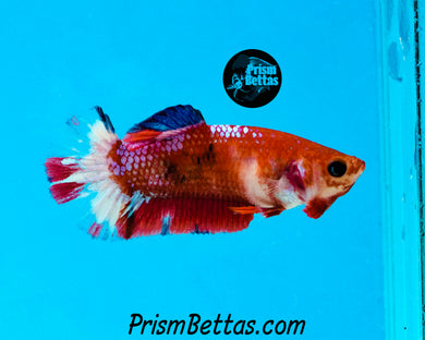 Marble Halfmoon Plakat Female (XS)