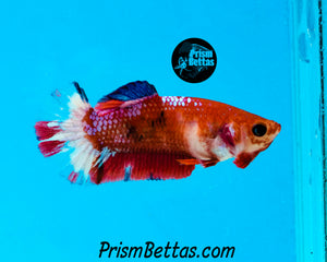 Marble Halfmoon Plakat Female (XS)