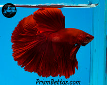 Load image into Gallery viewer, Red Halfmoon Male