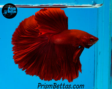 Red Halfmoon Male