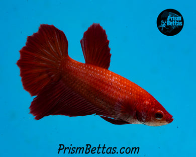 Red Halfmoon Female