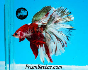 Copper Koi Halfmoon Male