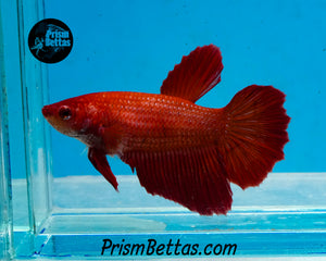 Red Halfmoon Female