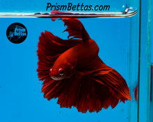 Load image into Gallery viewer, Red Halfmoon Male