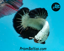 Load image into Gallery viewer, Black Dragon Halfmoon Plakat Male