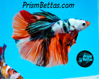 Rainbow Marble Halfmoon Male