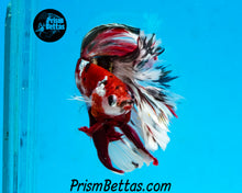 Load image into Gallery viewer, Copper Koi Halfmoon Male