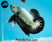 Load image into Gallery viewer, Black Dragon Halfmoon Plakat Male