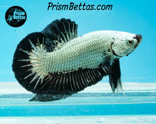 Load image into Gallery viewer, Black Dragon Halfmoon Plakat Male