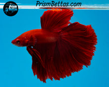 Load image into Gallery viewer, Red Halfmoon Male