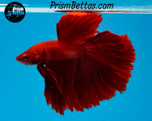 Red Halfmoon Male