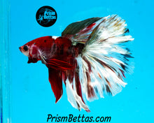 Load image into Gallery viewer, Copper Koi Halfmoon Male