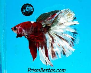 Copper Koi Halfmoon Male
