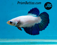Load image into Gallery viewer, Blue Rim Marble Halfmoon Female