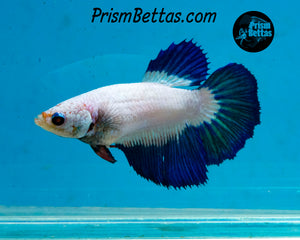 Blue Rim Marble Halfmoon Female