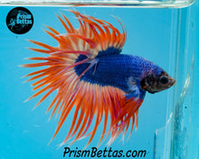 Load image into Gallery viewer, Blue Fire Crowntail Male