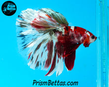 Load image into Gallery viewer, Copper Koi Halfmoon Male