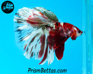 Copper Koi Halfmoon Male