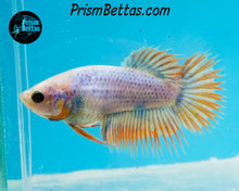 Load image into Gallery viewer, Grizzle Crowntail Female