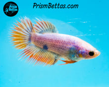 Load image into Gallery viewer, Grizzle Crowntail Female