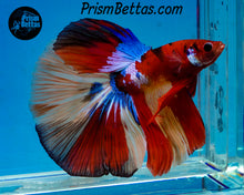 Load image into Gallery viewer, Candy Koi Halfmoon Male