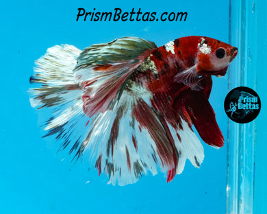 Copper Koi Halfmoon Male