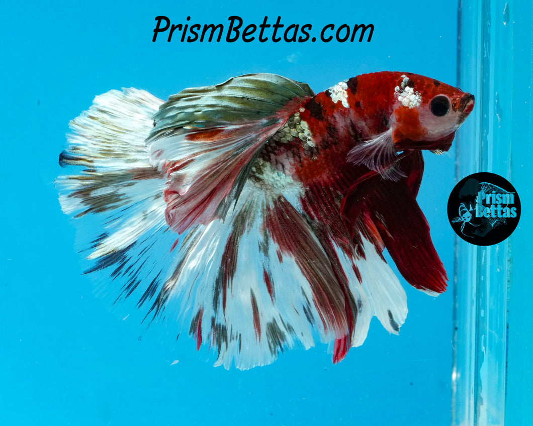 Copper Koi Halfmoon Male