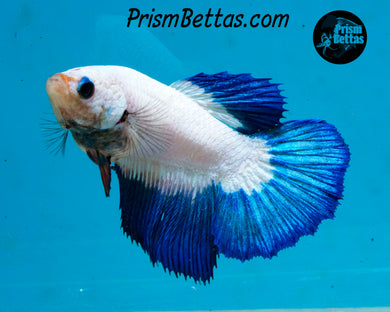 Blue Rim Marble Halfmoon Female