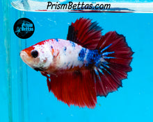 Load image into Gallery viewer, Marble Halfmoon Female