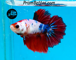 Marble Halfmoon Female