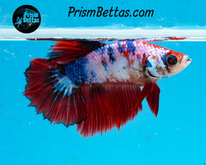 Marble Halfmoon Female