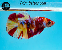 Load image into Gallery viewer, Candy Koi Halfmoon Plakat Male